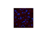COL4A1 Monoclonal Antibody