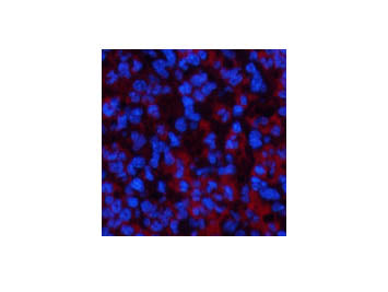 ATG7 Monoclonal Antibody