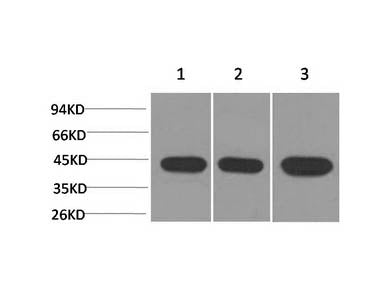 ACTA2 Monoclonal Antibody