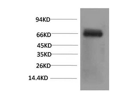 Bovine Serum Albumin Monoclonal Antibody