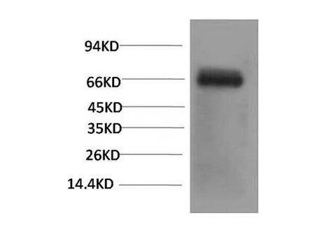 Bovine Serum Albumin Monoclonal Antibody