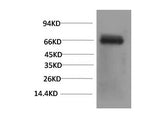 Bovine Serum Albumin Monoclonal Antibody