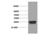 HSP27 Monoclonal Antibody