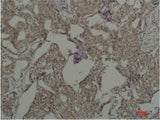 c-Fos Monoclonal Antibody