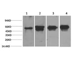 c-Fos Monoclonal Antibody
