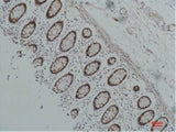 HSP90 Alpha Monoclonal Antibody