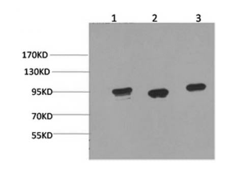 HSP90 Alpha Monoclonal Antibody