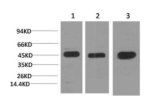 MAP2K2 Monoclonal Antibody