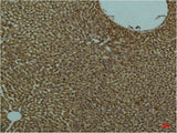 PI 3 Kinase p85 Alpha Monoclonal Antibody