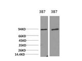 PI 3 Kinase p85 Alpha Monoclonal Antibody
