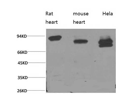 STAT3 Monoclonal Antibody Store at -20°C