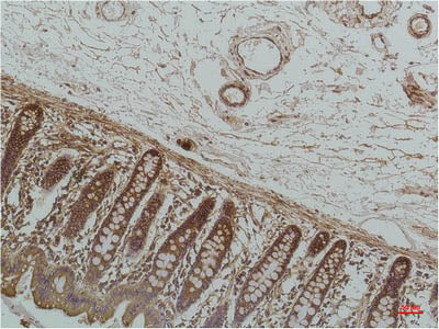 HSPA5 Monoclonal Antibody Store at -20°C