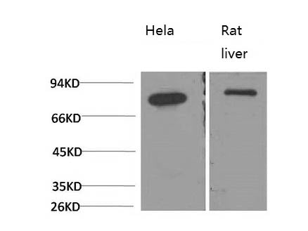 HSPA5 Monoclonal Antibody Store at -20°C