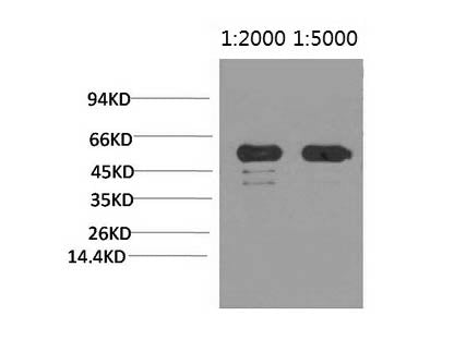 Rubisco (Large Chain) Monoclonal Antibody Store at -20°C