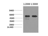 Rubisco (Large Chain) Monoclonal Antibody Store at -20°C