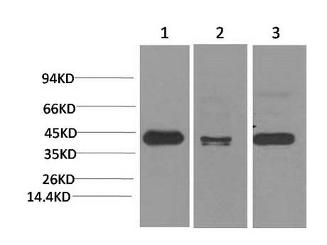 TBP Monoclonal Antibody Store at -20°C