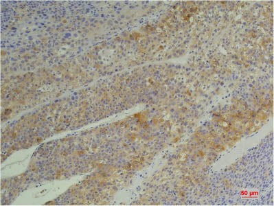PPIB Monoclonal Antibody Store at -20°C