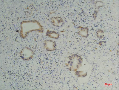 PPIB Monoclonal Antibody Store at -20°C