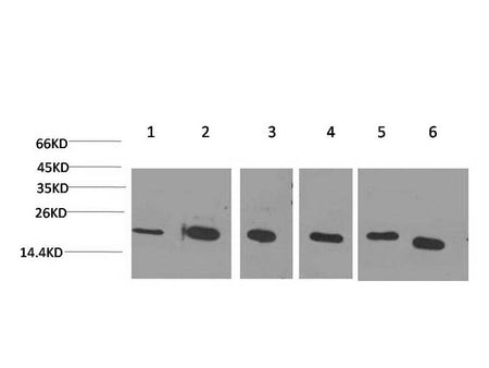 PPIB Monoclonal Antibody Store at -20°C