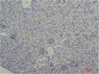 TBP Monoclonal Antibody Store at -20°C