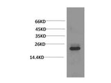 Crystallin-Alpha C Monoclonal Antibody