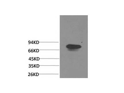 Transferrin Monoclonal Antibody Storage Store at -20°C Immunogen Protein