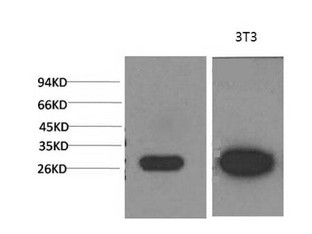 Galectin 3 Monoclonal Antibody Storage Store at -20°C Host Mouse