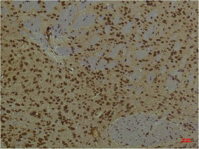 HIF1 Bata Monoclonal Antibody