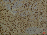 HIF1 Bata Monoclonal Antibody