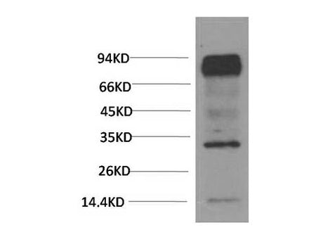 HIF1 Bata Monoclonal Antibody