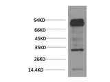 HIF1 Bata Monoclonal Antibody