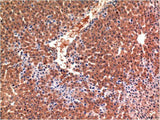 CASP3 Monoclonal Antibody