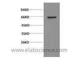 AKT1 Monoclonal Antibody