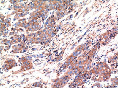 BAX Monoclonal Antibody Store at -20°C