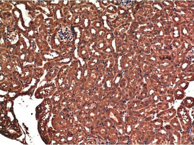 BAX Monoclonal Antibody Store at -20°C