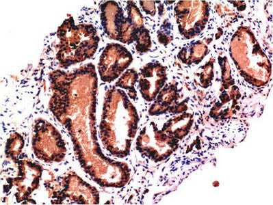 CASP3 Monoclonal Antibody Store at -20°C