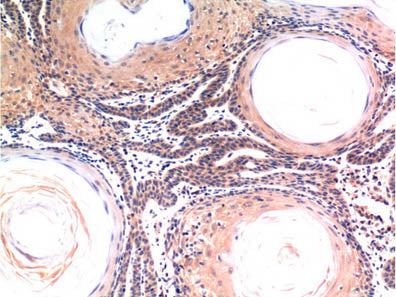 CASP3 Monoclonal Antibody Store at -20°C