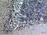 CST3 Monoclonal Antibody