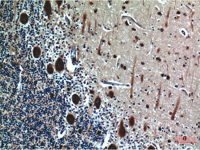 CST3 Monoclonal Antibody Store at -20°C