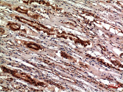 CST3 Monoclonal Antibody Store at -20°C