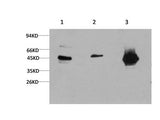 GSK3 Beta Monoclonal Antibody