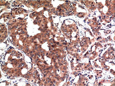GSK3 Beta Monoclonal Antibody Store at -20°C