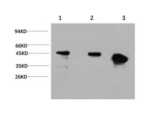 GSK3 Beta Monoclonal Antibody Store at -20°C