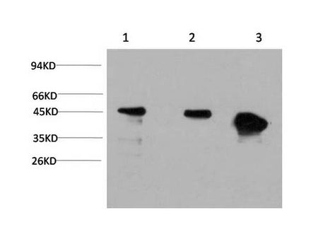 GSK3 Beta Monoclonal Antibody Store at -20°C