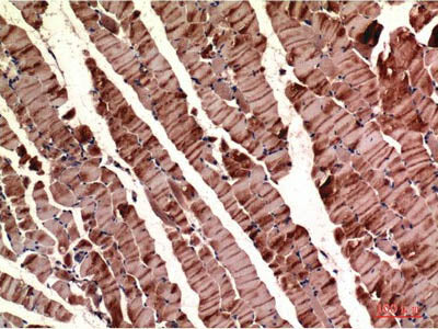 ACTA1 Monoclonal Antibody Store at -20°C