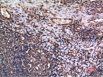 Cyclin B1 Monoclonal Antibody Store at -20°C
