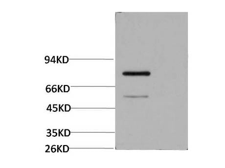 Luciferase Monoclonal Antibody Store at -20°C