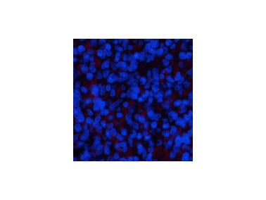 ERK 1 Monoclonal Antibody