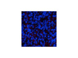 ERK 1 Monoclonal Antibody