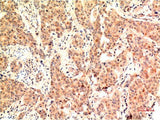ERK 1 Monoclonal Antibody